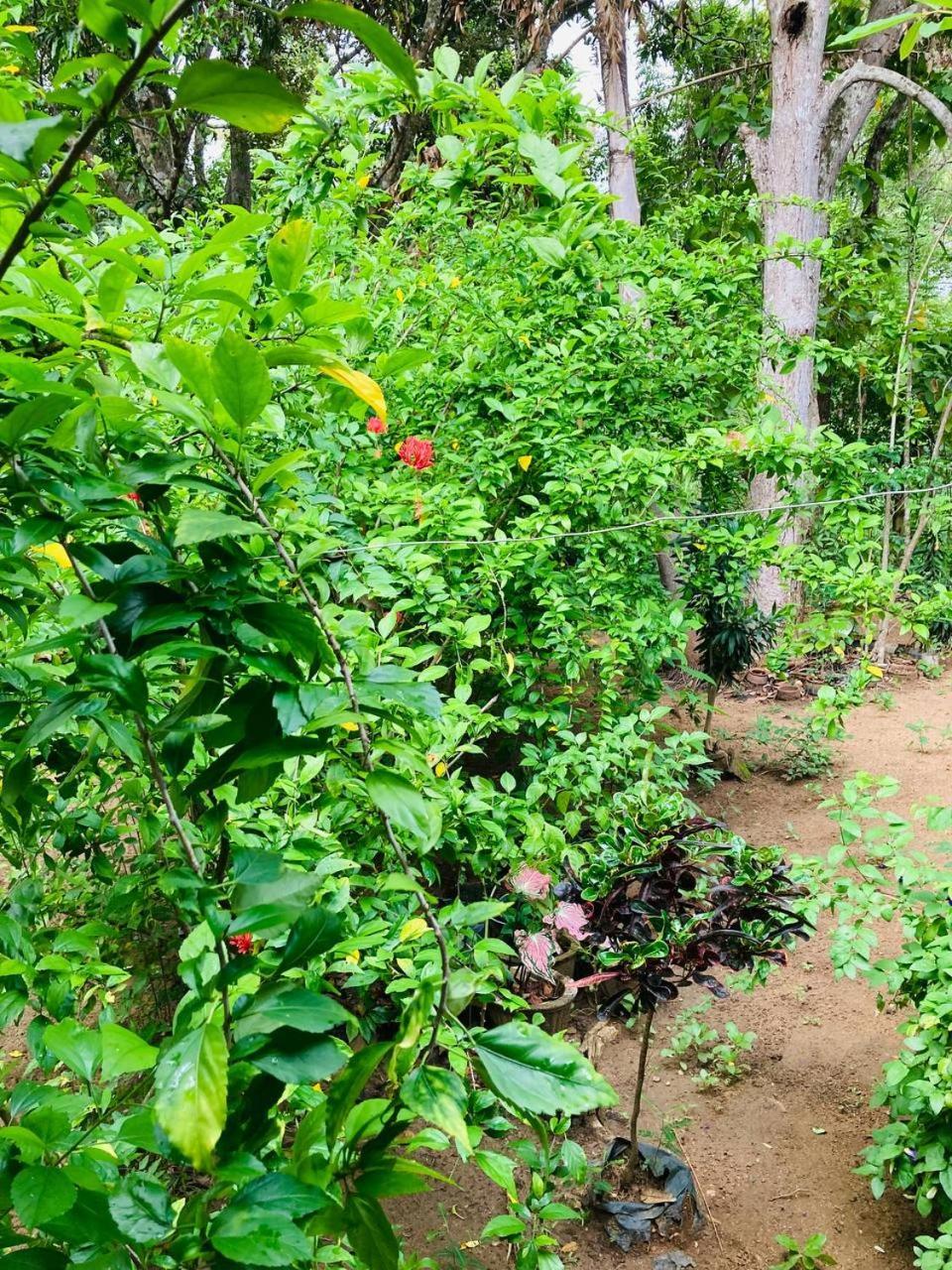 斯基瑞山林小屋 锡吉里亚 外观 照片